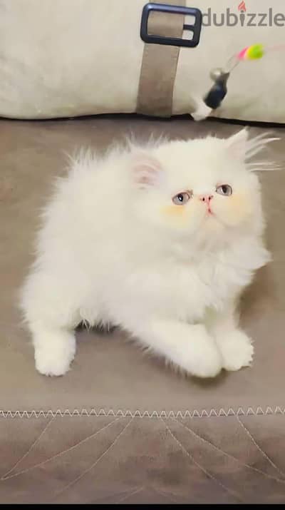 بسم لله للبيع بنوته هيمالايا اروانج
