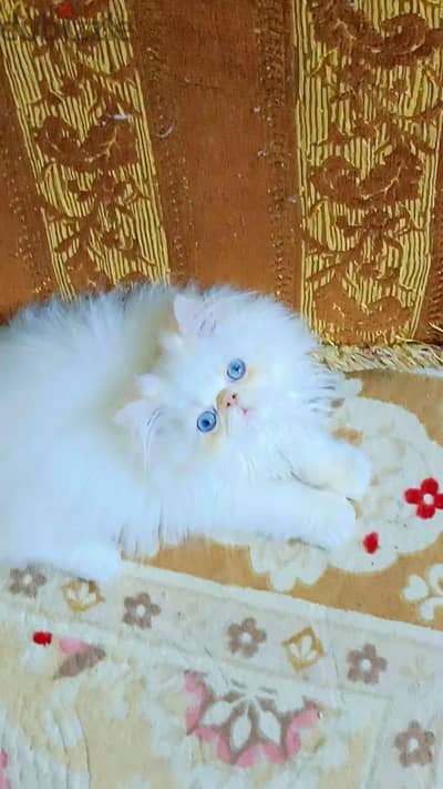 بسم لله للبيع ولد هيمالايا اروانج