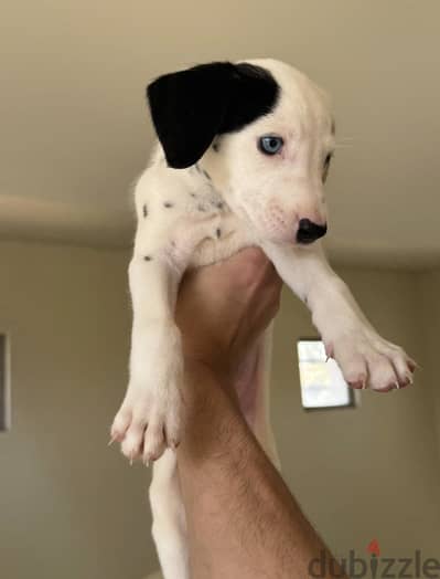 Male Dalmatian pure puppy for sale | جرو دالميشن ذكر بيور للبيع