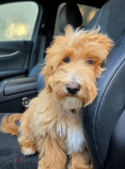 Labradoodle puppy boy from Russia