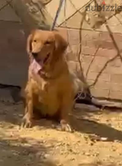 نتايه جولدن