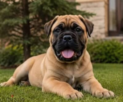 Bull mastiff puppy female from Russia