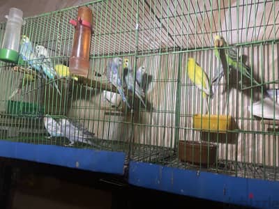مجموعه شبابات للبيع