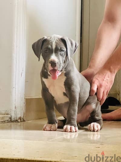 Pitbull Bully