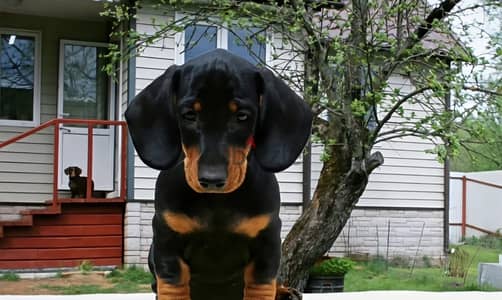 Dachshund puppy boy from Russia