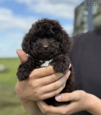 Cockapoo puppy male from Russia