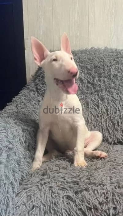 Bull terrier puppy boy from Russia