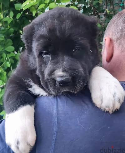 Central Asian shepherd Alabai puppy female from Russia