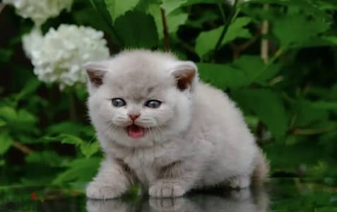 British shorthair kitten female from Russia