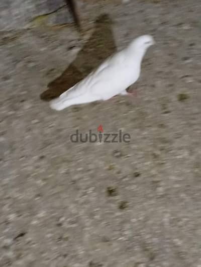 للتصفيه