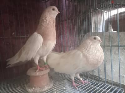 قص اصفر ورق مستوي عالي