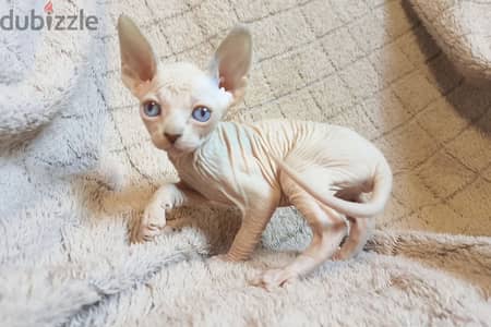 Sphynx Cat