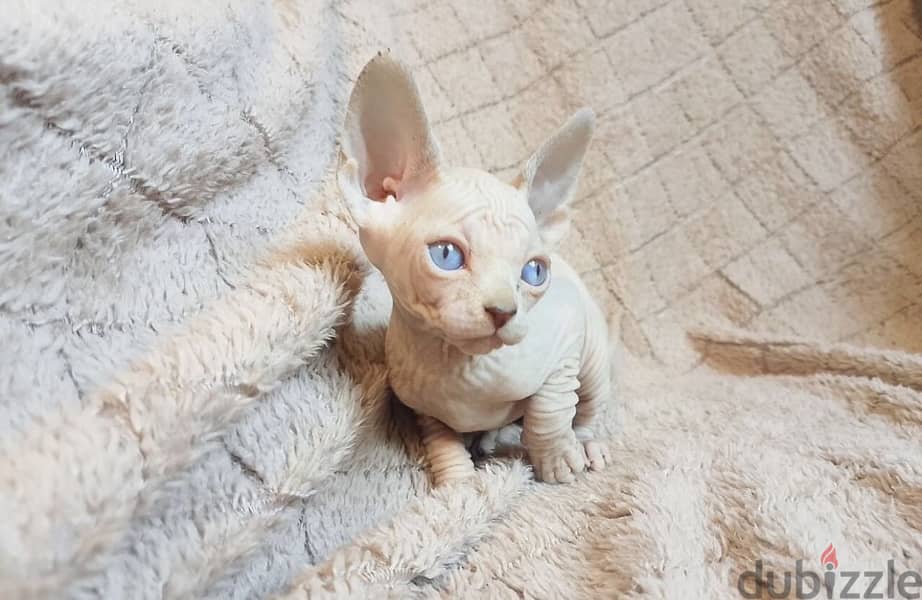 Sphynx Cat 1