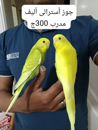 جوز أسترالى مدرب 300ج