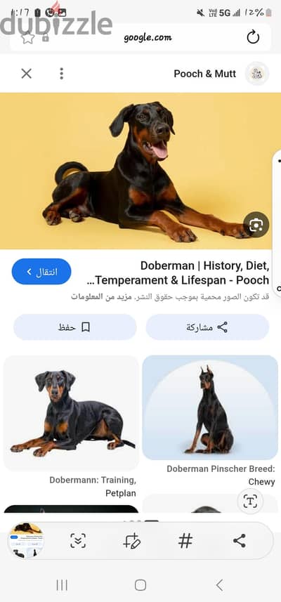 الغردقه البحر الأحمر