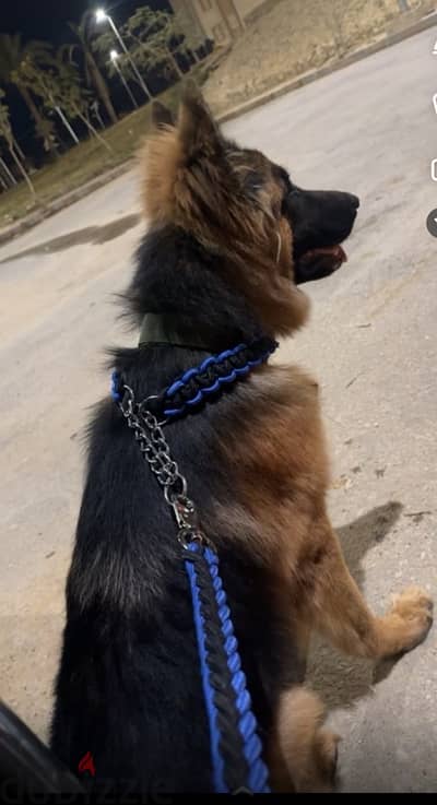 German shepherd ذكر.