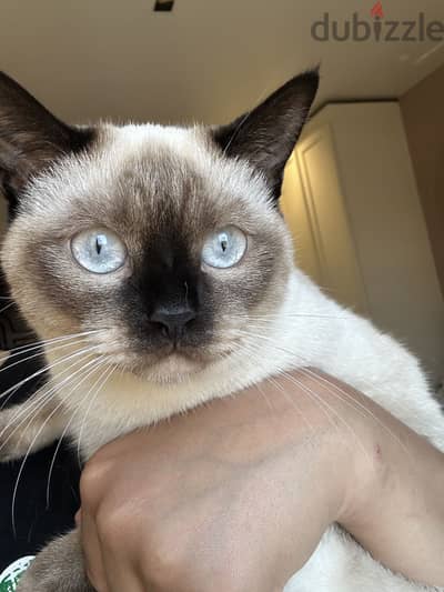 قطه سيامي /siamese cat