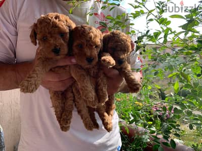 toy boodle 45 days