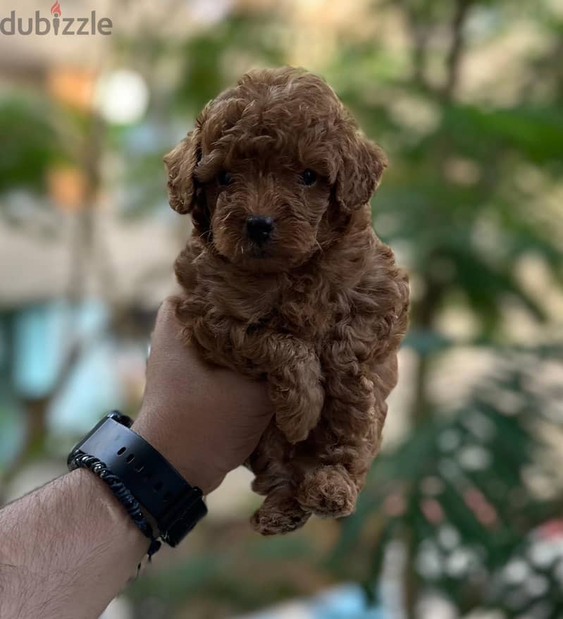 toy boodle 45 days 2
