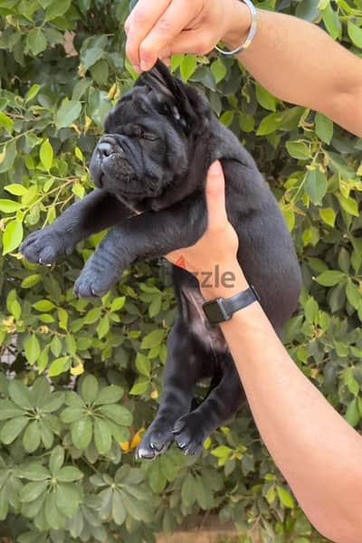 متاح اقوى جراوى كين كورسو ممكن تشوفها عينك canecorso