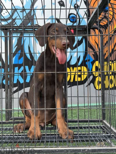 متاح اقوى جراوى دوبرمان doberman