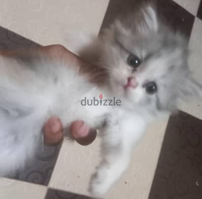 بوسي كات
