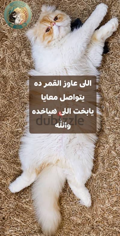 قط برشن زرار