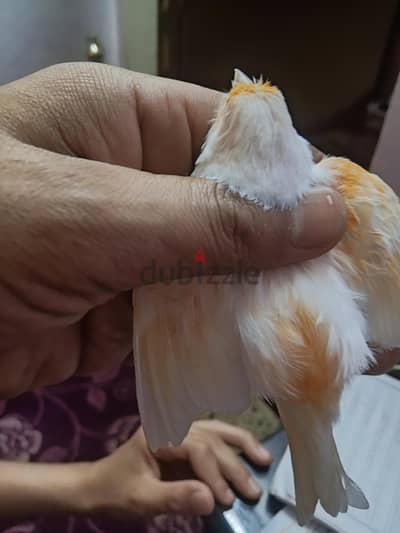 ذكر كناري ميوزك بسم الله ما شاء الله الله اكبر