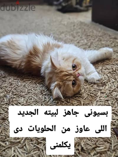 قط برشن زرار