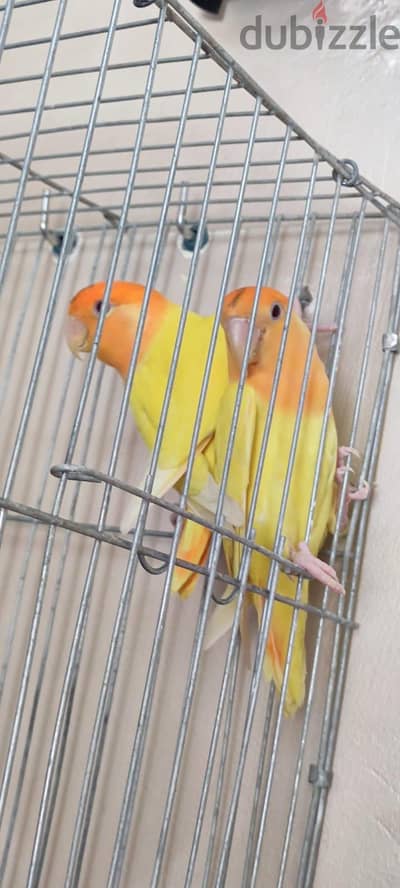 Rose  Ltino Opaline Orange
