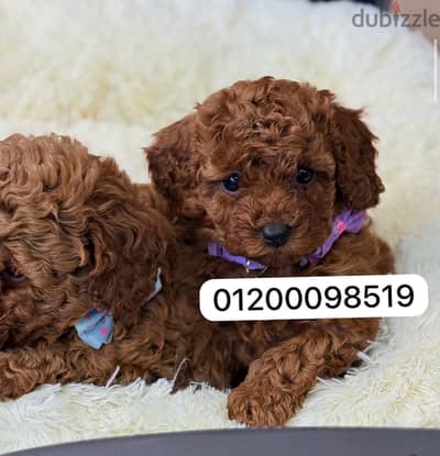 Toy poodle
