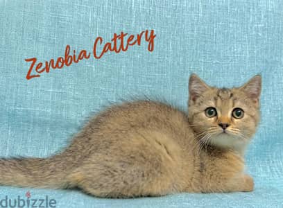 British Shorthair Gold ny25