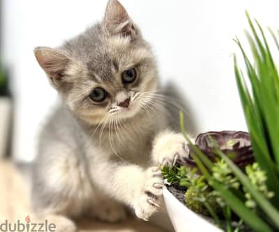 British Shorthair Smoke Silver