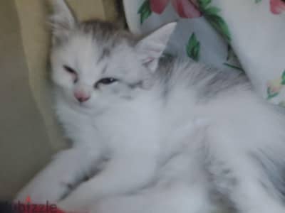 بنت مخلط شيرازي على رومي