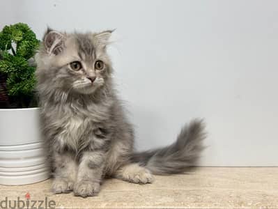 British Longhair