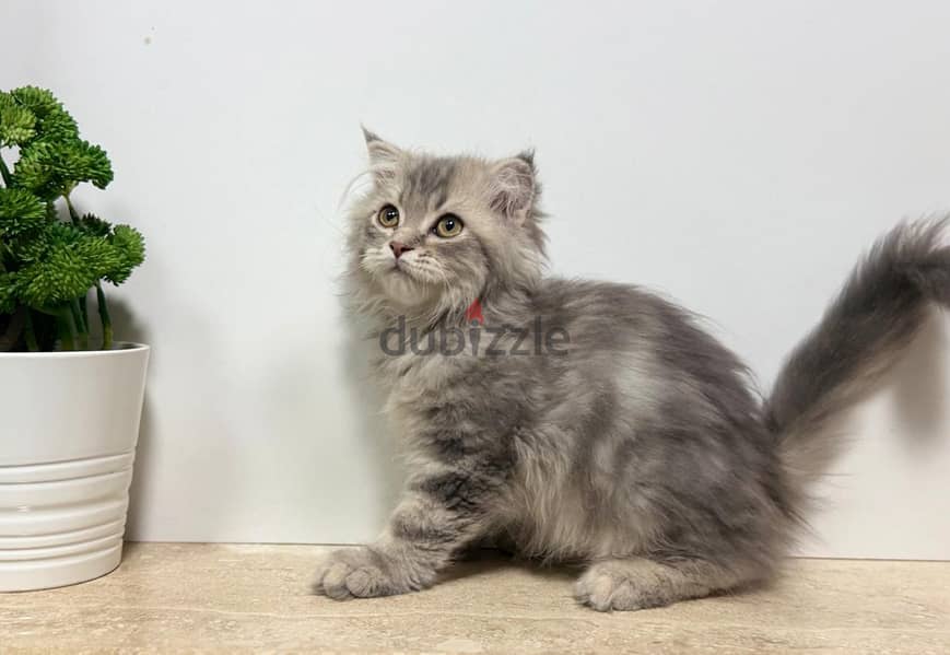 British Longhair 1