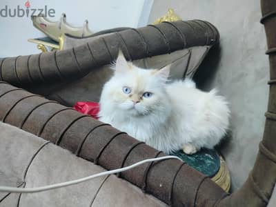 قط هيمالايا وقطه شيرازي اصلي