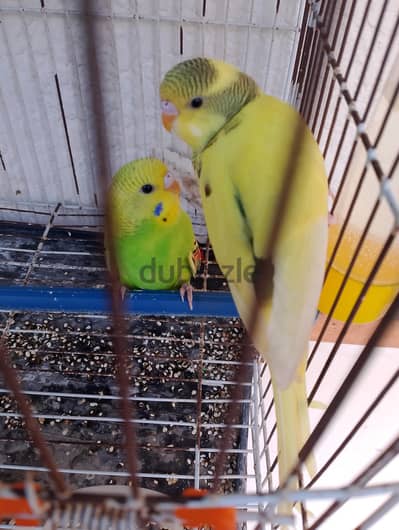 مجموعه فروخ متنوعه ذكر وأنثي