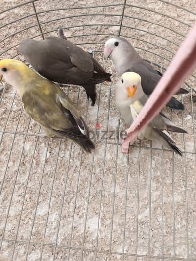 قص روز بزغاليله الوان مميزه