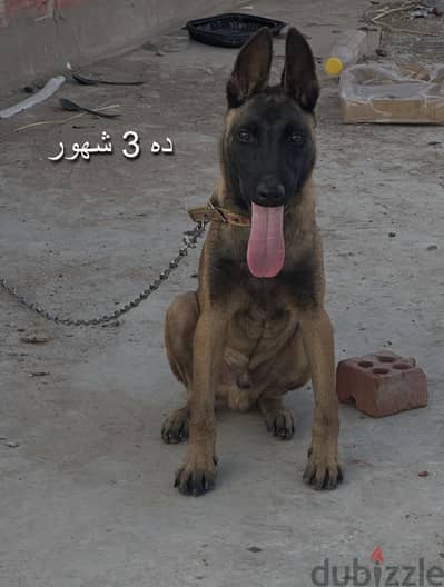 دكر مالينو دم ناااار