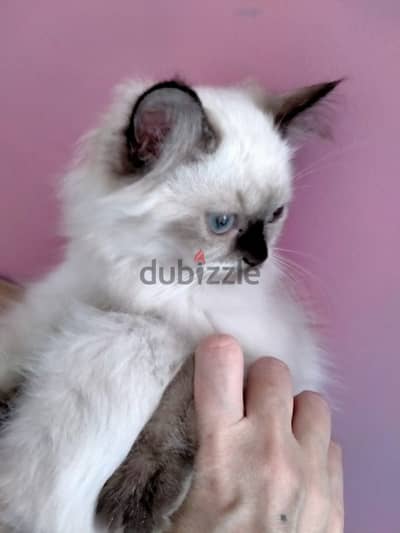 قطه هيمالايا شوكلت عندها شهرين