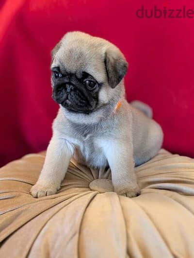 Pug  puppy