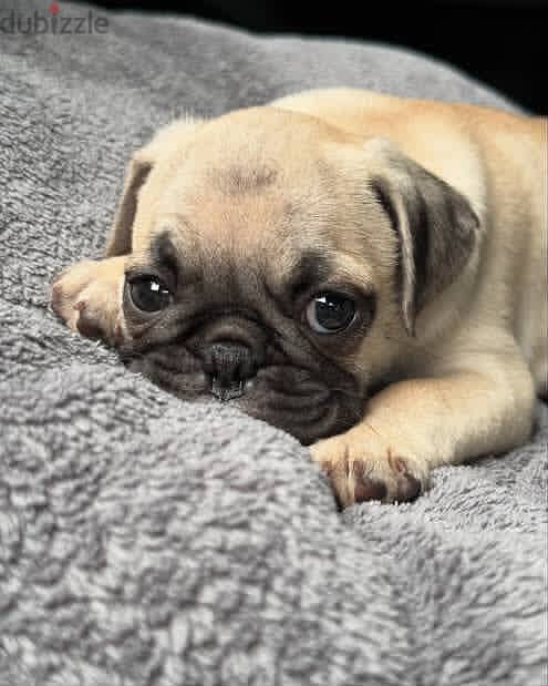 Pug  puppy 1