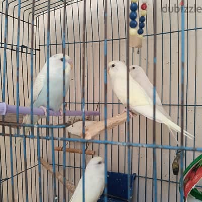 شباب  بادجى