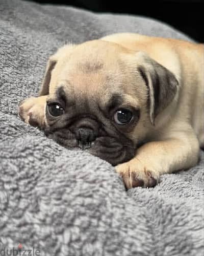 Pug puppyyy