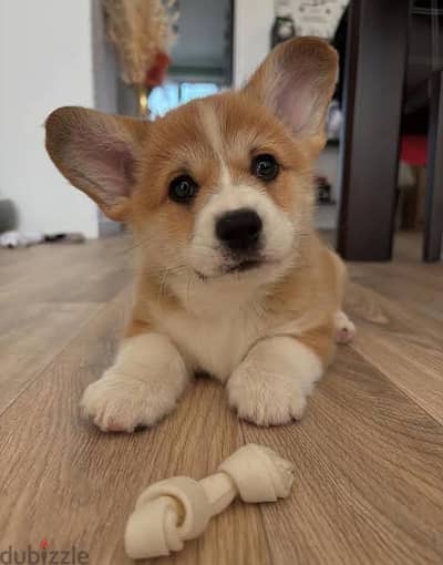 Pembroke welsh corgi puppy كورجي
