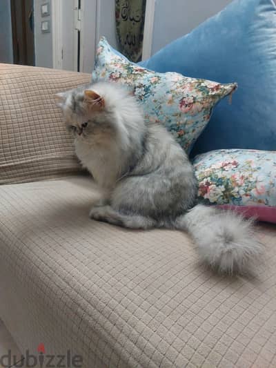 قطه بيرشن منتجه