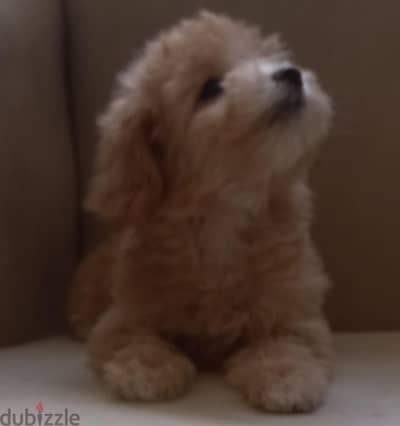 maltipoo & poodle