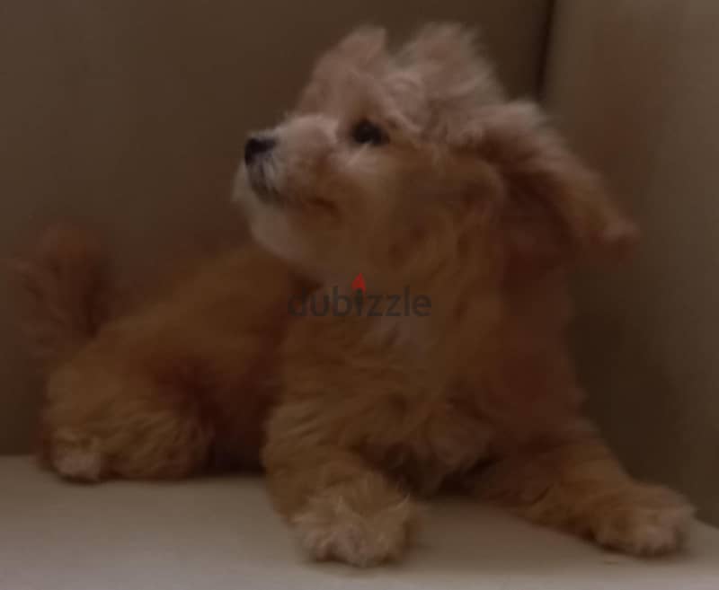 maltipoo & poodle 1