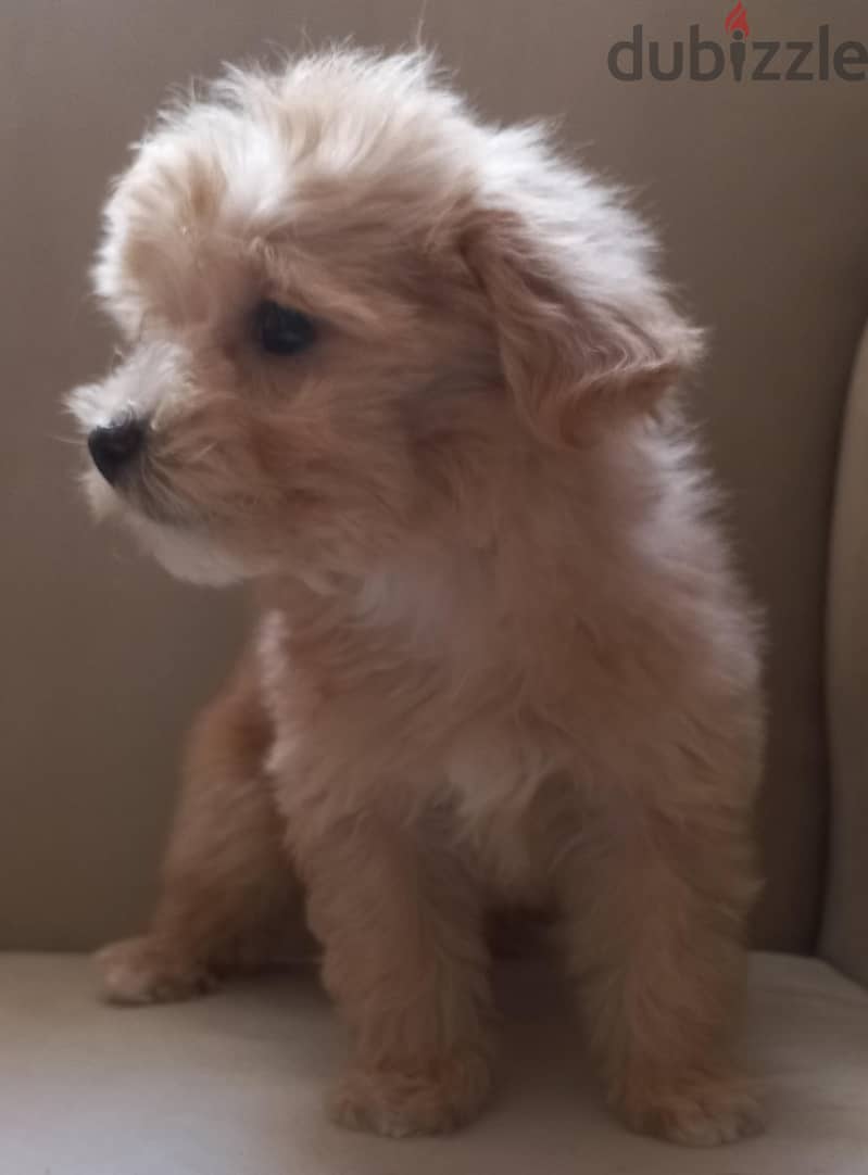 maltipoo & poodle 2